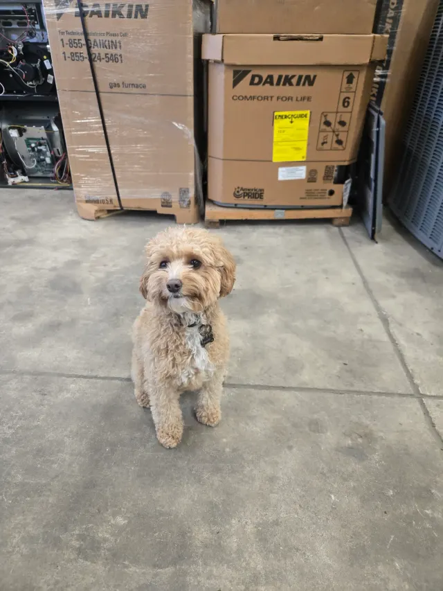 Murphy, Dixon's shop dog, sitting in front of boxed Daikin equipment